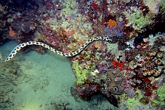 IMG_0821rf_Maldives_Madoogali_Plongee 7_House reef_Anguille serpent macule_Myrichthys maculosus